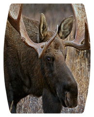 DAREC 314 Gone Hunting (Moose)